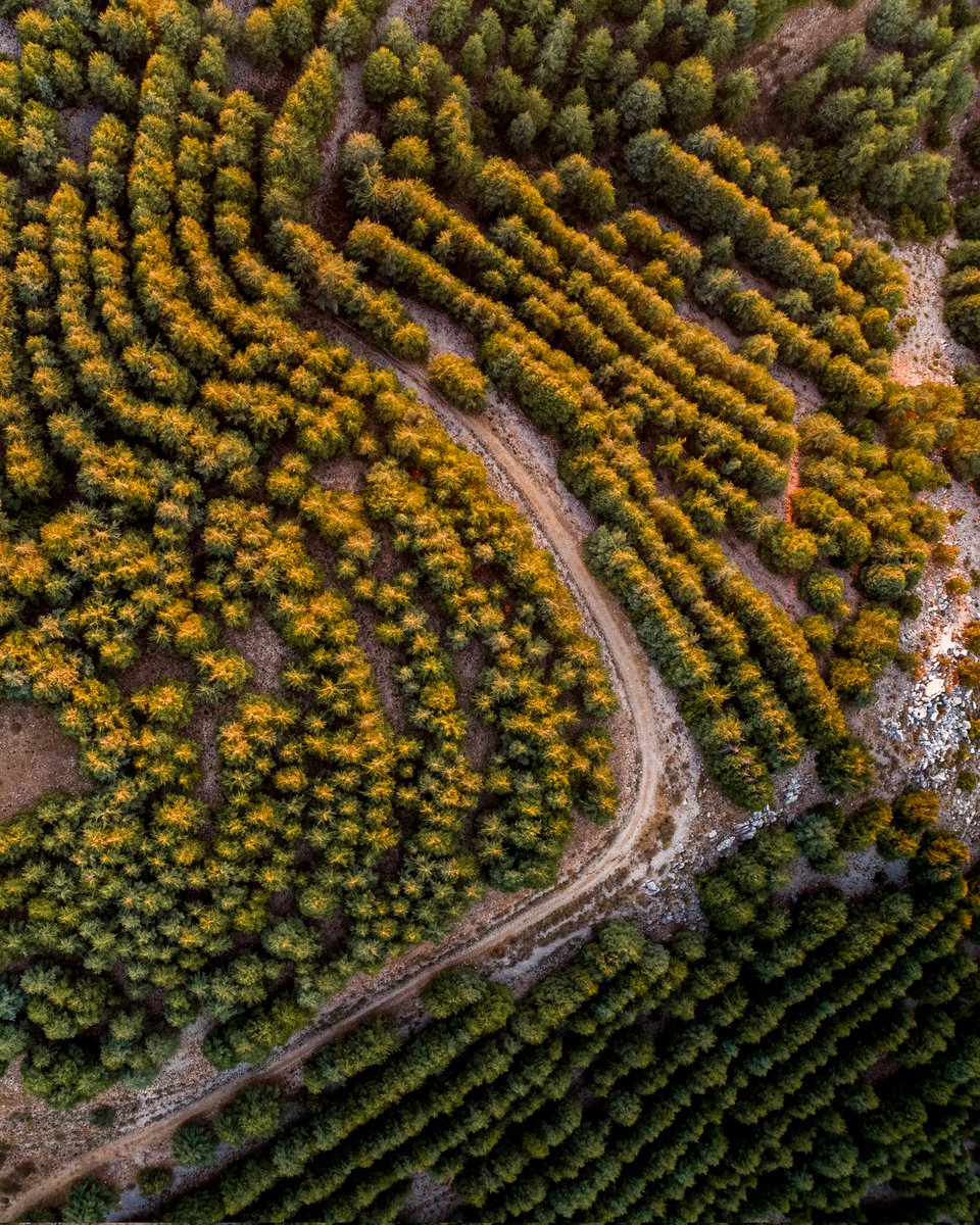 Embraced by golden glow ☀️ 📍 Barouk, Shouf district