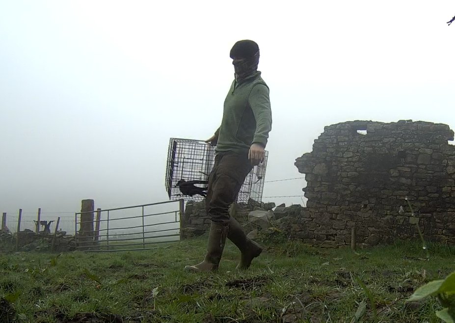 🦅Thanks to keen-eyed locals who reported Moscar gamekeepers skulking about with live birds in traps. Masked, armed men patrol the @peakdistrict, which is *incidentally* a hotspot for wildlife crime. Be vigilant! Corvid traps are regularly used in raptor persecution