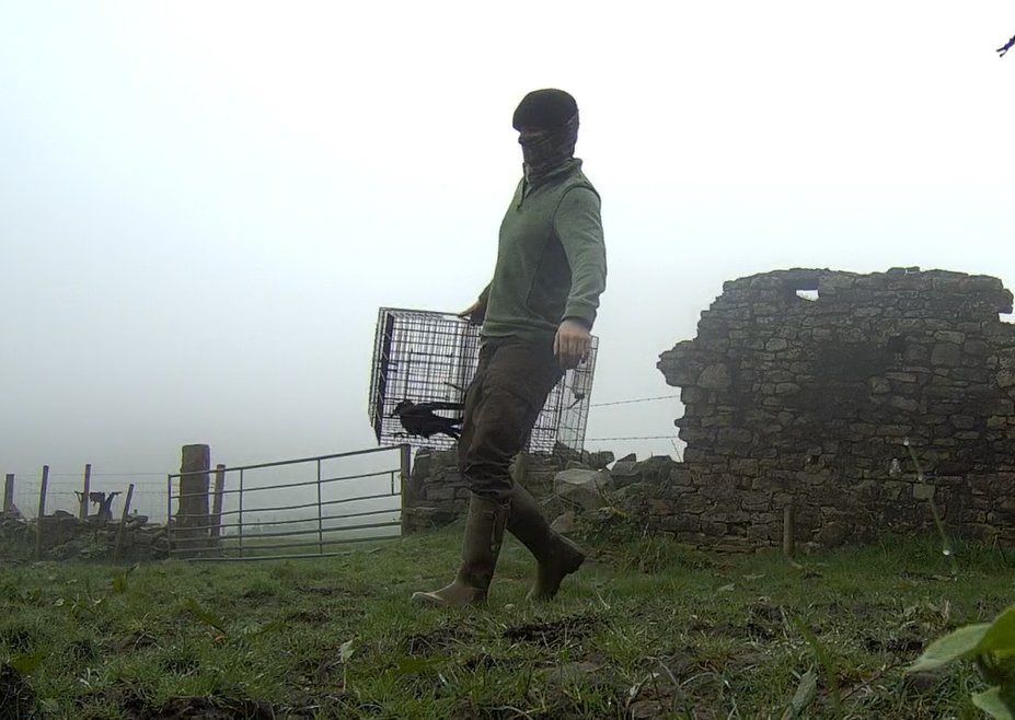 H.I.T. (@foxhiteam) on Twitter photo 🦅Thanks to keen-eyed locals who reported Moscar gamekeepers skulking about with live birds in traps. Masked, armed men patrol the <a href="/peakdistrict/">Peak District National Park</a>, which is *incidentally* a hotspot for wildlife crime. Be vigilant! Corvid traps are regularly used in raptor persecution 🦅Thanks to keen-eyed locals who reported Moscar gamekeepers skulking about with live birds in traps. Masked, armed men patrol the <a href="/peakdistrict/">Peak District National Park</a>, which is *incidentally* a hotspot for wildlife crime. Be vigilant! Corvid traps are regularly used in raptor persecution