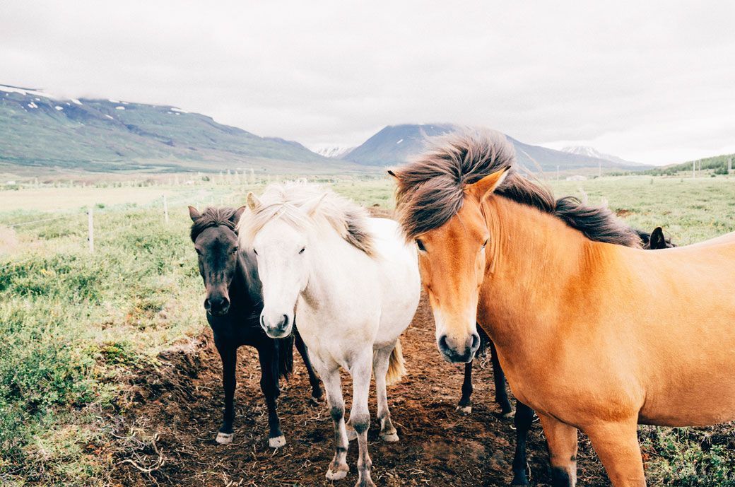 Need a herd? ...a corral? ...a trainer? ...a pasture?

What's driving you crazy in your jungle this week?
What could help you giddyup?

Let's solve it together on @AskAWebGeek!

JOIN us and ASK any questions you have!
We're here to help!
#smallbusiness #businesstips #business101