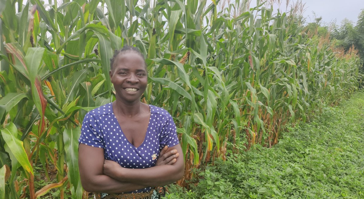 Inspired by Grace Malaicha’s story. She's a #ConservationAgriculture champion who strives & spreads the message in Malawi, Zambia & Mozambique: this may be the only climate-smart agriculture response in reach of smallholder farmers that everybody can apply bit.ly/3UwCaxf