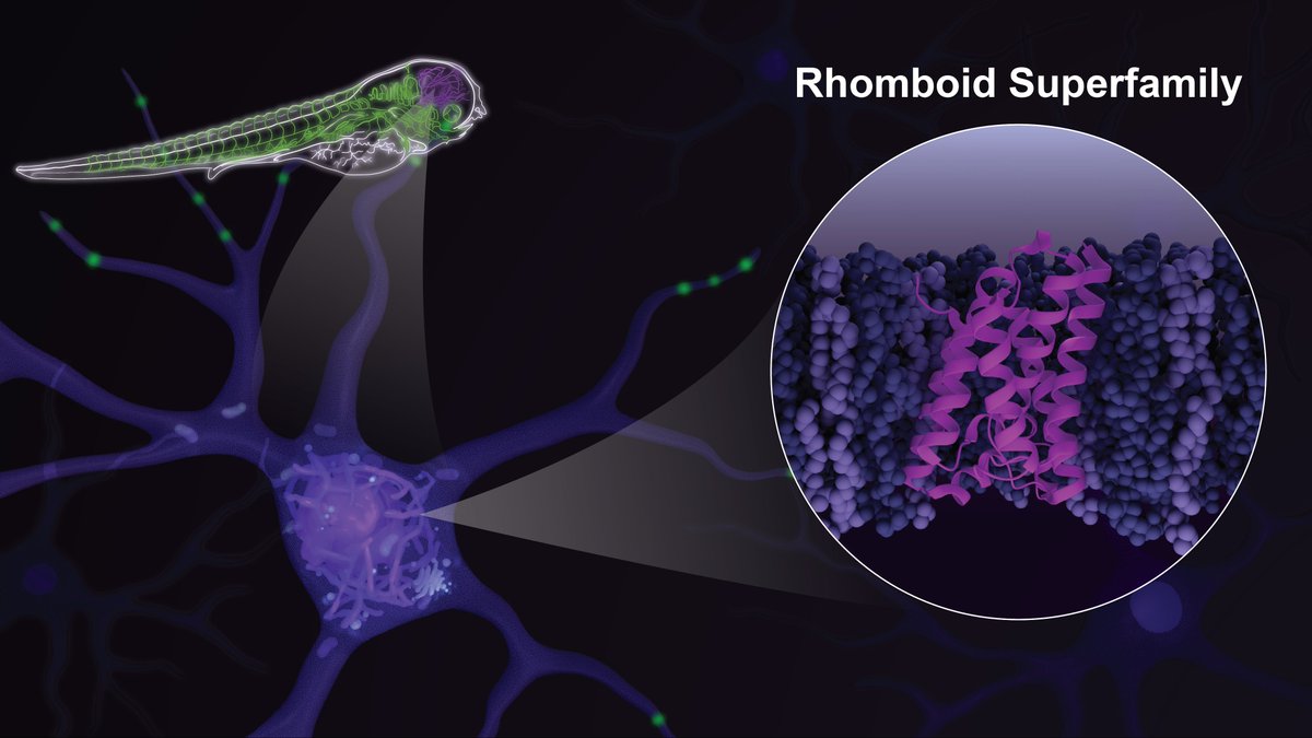 Janet Iwasa (@janetiwasa) on Twitter photo For #SeeingDiversity, we’re featuring Dr. Sonya Neal <a href="/Neal_Lab/">Sonya Neal</a>! Sonya’s lab explores the role of the rhomboid superfamily in vast membrane-related processes and how their dysregulation leads to disease. This illustration by <a href="/torrez_rach/">Rachel Torrez</a> shows the multiscale means her lab uses. For #SeeingDiversity, we’re featuring Dr. Sonya Neal <a href="/Neal_Lab/">Sonya Neal</a>! Sonya’s lab explores the role of the rhomboid superfamily in vast membrane-related processes and how their dysregulation leads to disease. This illustration by <a href="/torrez_rach/">Rachel Torrez</a> shows the multiscale means her lab uses.