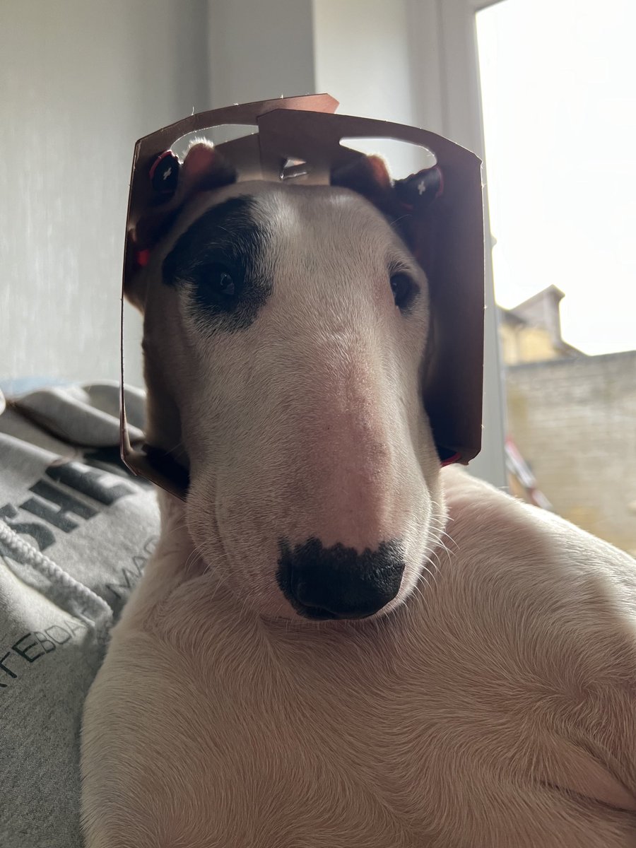 Put this on Peggy ages ago 😂 she doesn’t care!!! 🤣🤣🤣
#dogs #englishbullterrier  🥔🥕🍅