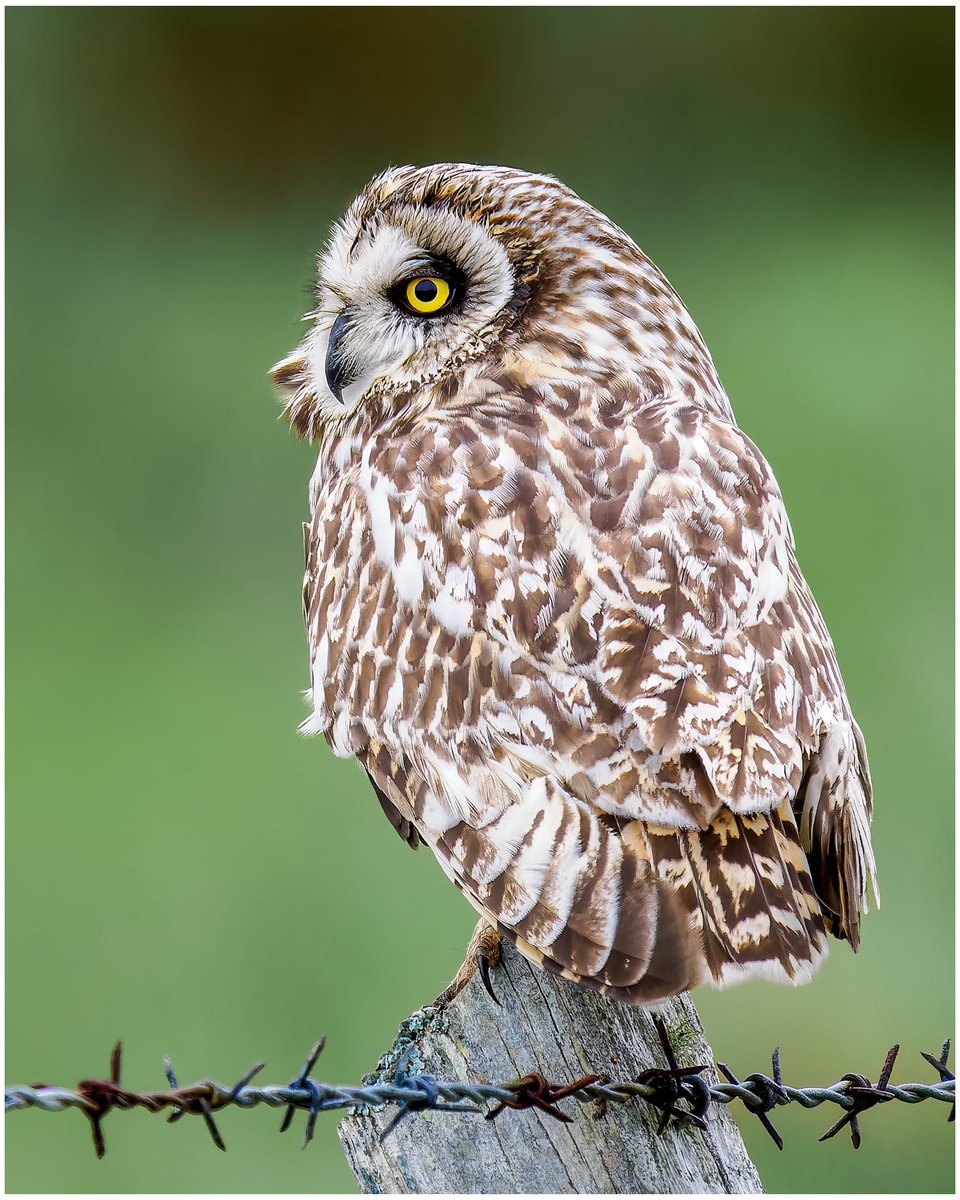 Short-eared Owl, North Uist. #outerhebrides #northuist #birdphotography #bird #owl #wildlifephotography #ukwildlifeimages #olympusphotography #omsystem @OlympusUK @ElyPhotographic