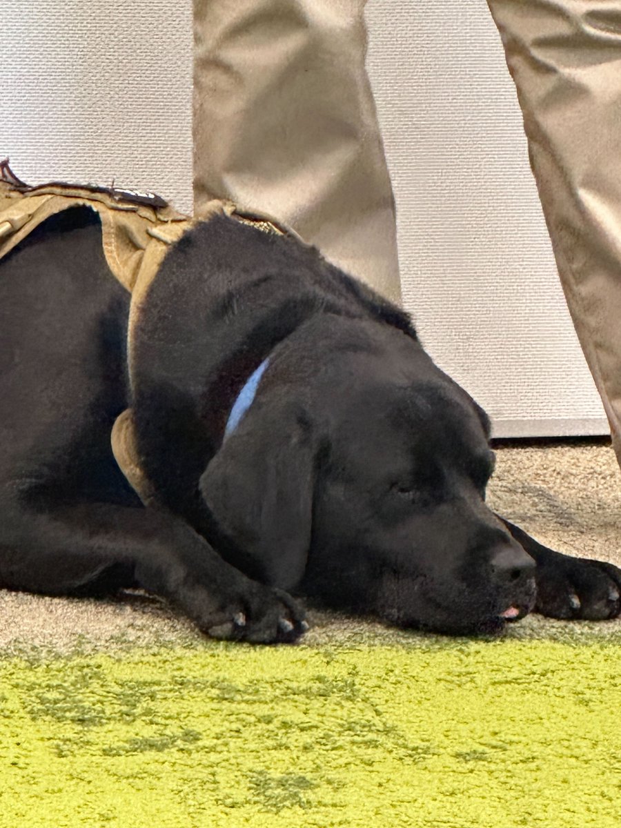 We had a 'pawsitively' good time at our McLean, VA office when @k9sforwarriors visited! It was a true privilege to hear from a Veteran who directly benefited from their nonprofit, which connects Veterans with service dogs. Thank you for all the 'paw-some' work you do. 💙