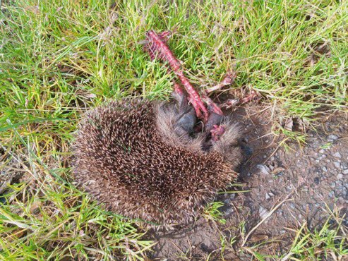 A local discovered this dead hedgehog today - it had been trying to get through Roots’ lethal fence. The ecocide continues. @RootsAllotments champion peoples’ “right to grow vegetables” - but is it worth the lethal effect on local wildlife? facebook.com/groups/1408604…