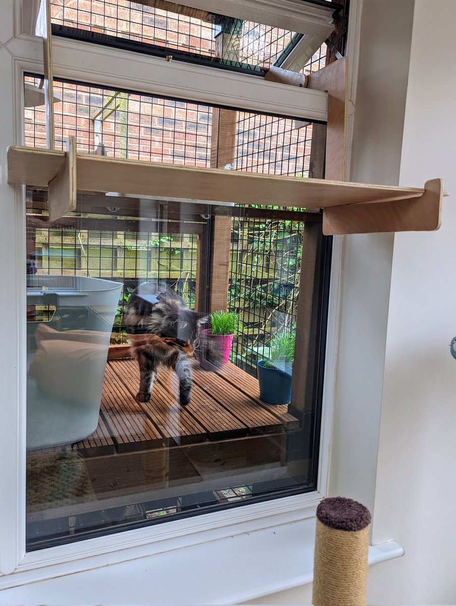 Rather pleased with my homemade window shelf for the boys to exit and enter the homemade purrgola / catio.
Even has a swingarm to stop them locking themselves outside when they walk on the top pane.