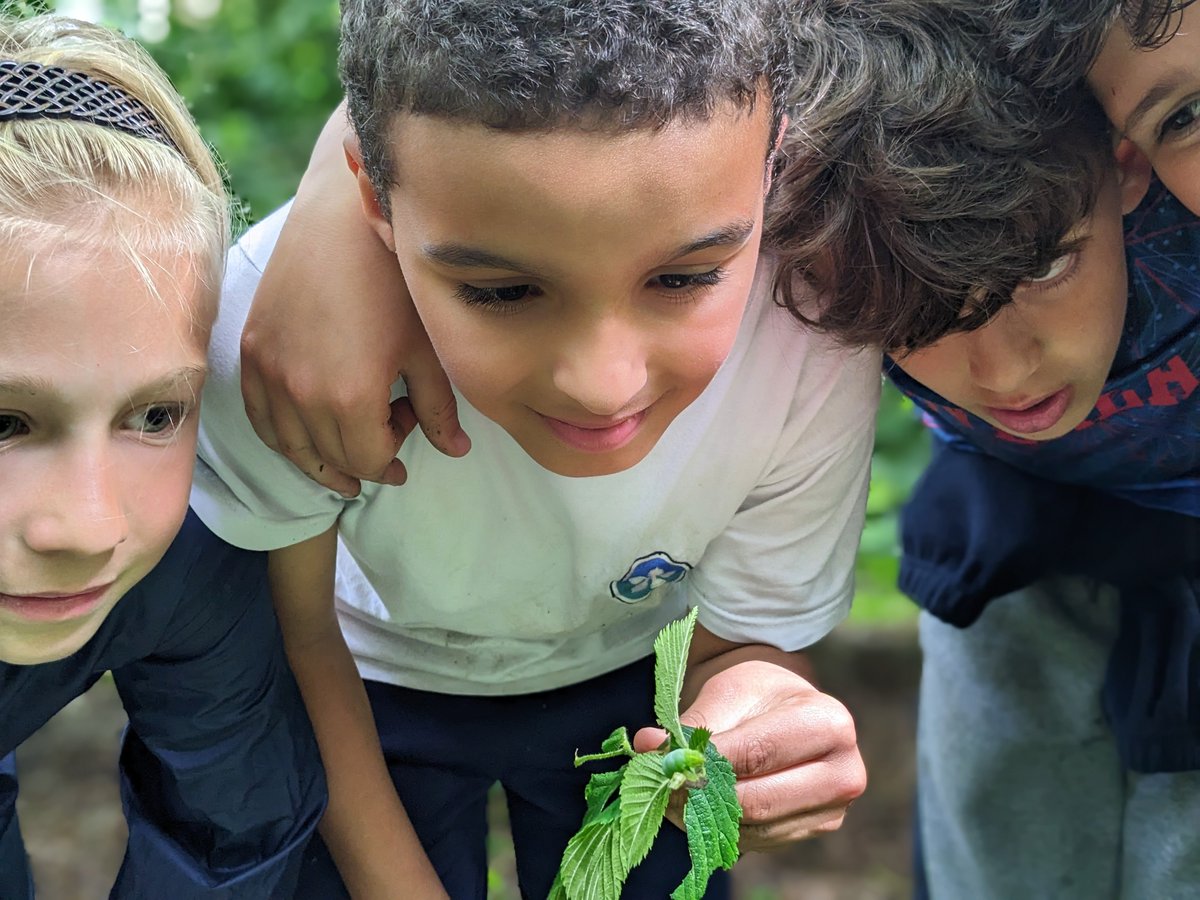 🌳 A very hungry caterpillar was trying to eat our artwork 🐛🌳 #forestschools #respectwildlife