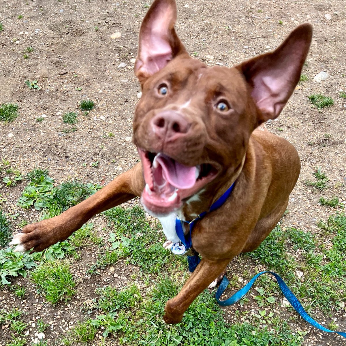 3 ... 2 ... 1 .... we have liftoff! 🚀Adoptable Brownie is out-of-this-world! 🌎 He's looking for a co-pilot who's up for adventure and fun. Whether its playing fetch or taking a dip in the pool, Brownie is always up for a good time. #alexanimals #alexandriava #adopt