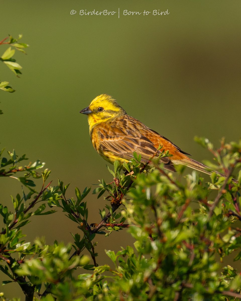 Yellowhammer, the Golden Bunting
💛 💛 💛 💛 💛

🧡#birdphotography🧡#BirdTwitter🧡#BirdsOfTwitter🧡#birding🧡#bird