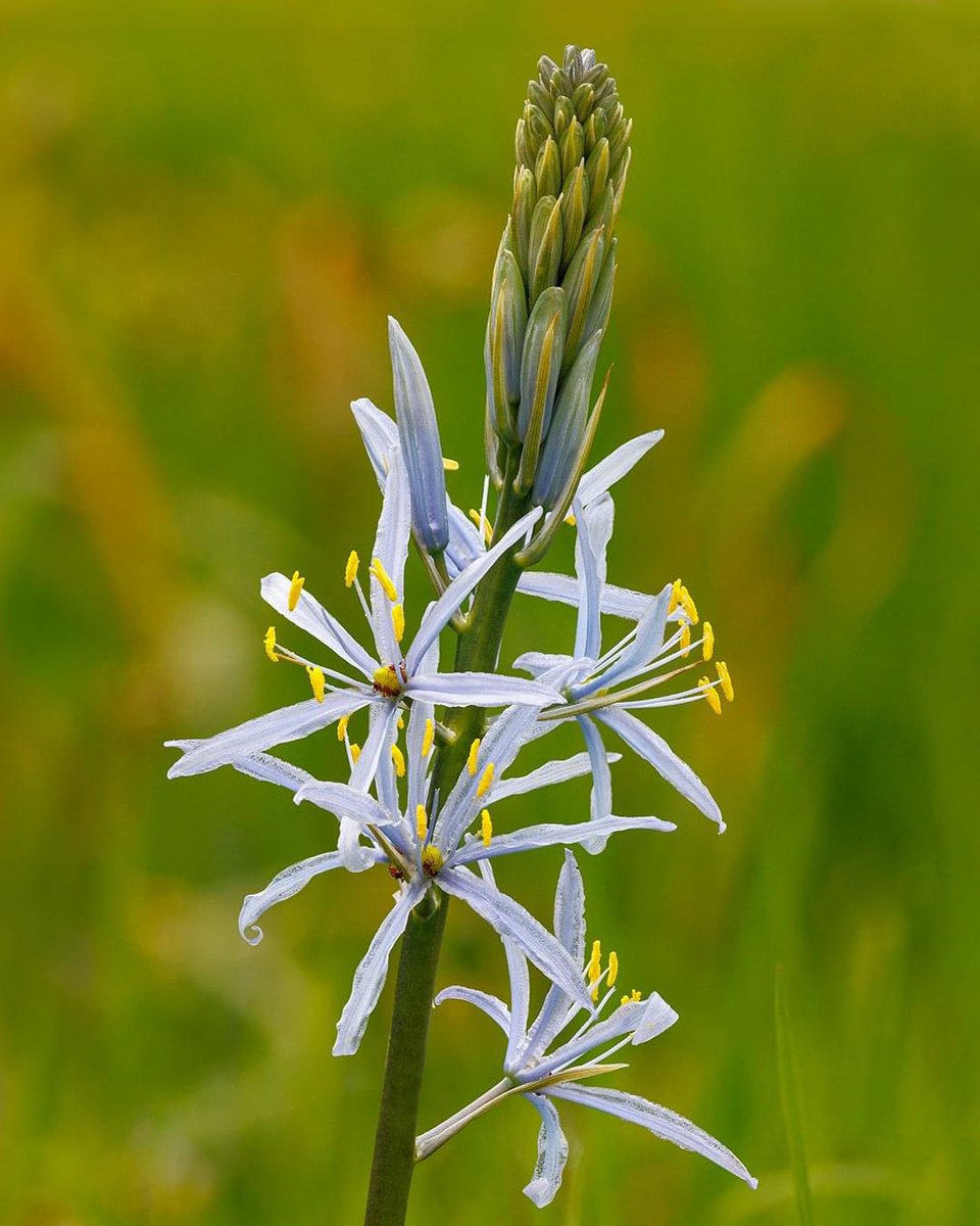 Camassia leichtlinii are looking magnificent in the Stream Garden 🌞✨ These striking plants look fantastic grown in long grass areas and meadows. Large drifts of them can make a dramatic impact, adding colour, height and interest to a space.