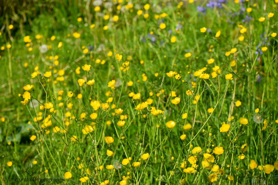 Buttercups 💛 
#buttercups #springflowers #spring #flowers #preston #lancashire #morning #landscape #landscapephotography #loveukweather #nature #NaturePhotography #NatureBeauty #NatureLovers