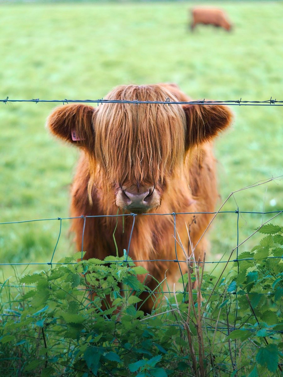 This little one is working on its ca-moo-flage! 🐮 Wishing you a very happy #Coosday from Pollok Park in #Glasgow 😍 📍 @peoplemakeGLA 📷 IG/eyeammjh