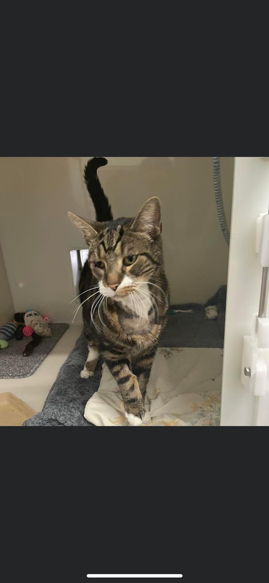 Terrific Tobias is looking for a new home due to no fault of his own. He is 9 years old. He is a very special chap who is very inquisitive. He has had treatment for hyperthyroidism. He has also had an entropion on his right eye. He loves to watch the world go by! #tabbycat