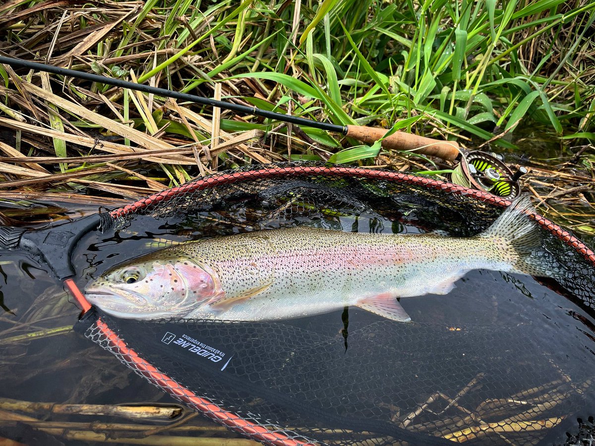 Bit of a surprise catch, from a small wild Dorset chalkstream. Despite the fact it shouldn’t have been there, this rainbow certainly gave me the run around and terrific excitement on the Guideline LPX Tactical 9’ 4wt!