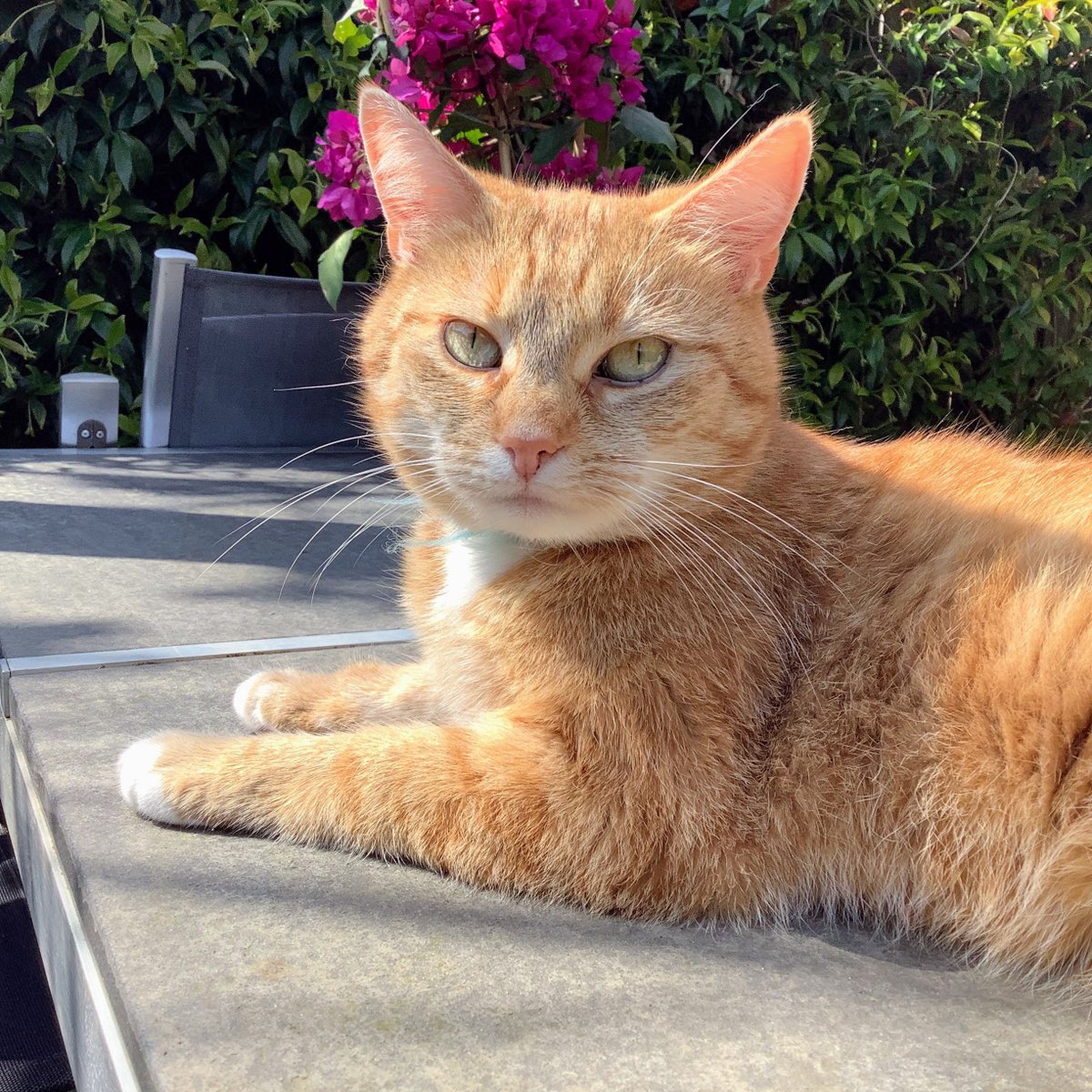 VischLa's tweet image. #HarissaTheCat is home again after a long trip, this time she stayed away for 2 weeks. Nerve wrecking to be honest, so I'm glad to see she enjoys the cuddles when she's home 😃

#Cats #RedCat #OutsideCat #NatureLovingCat