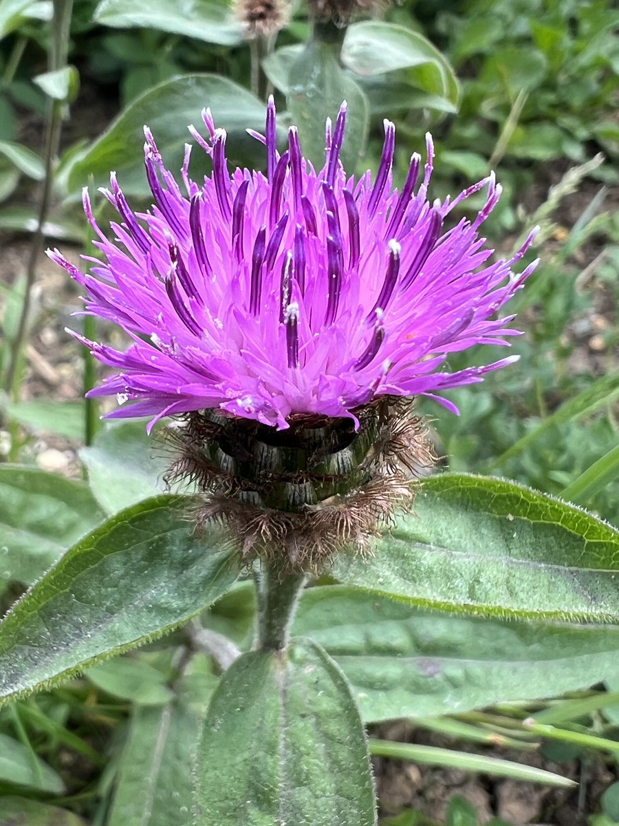 Yeah! Common Knapweed is out in the garden, first of many I hope 😃