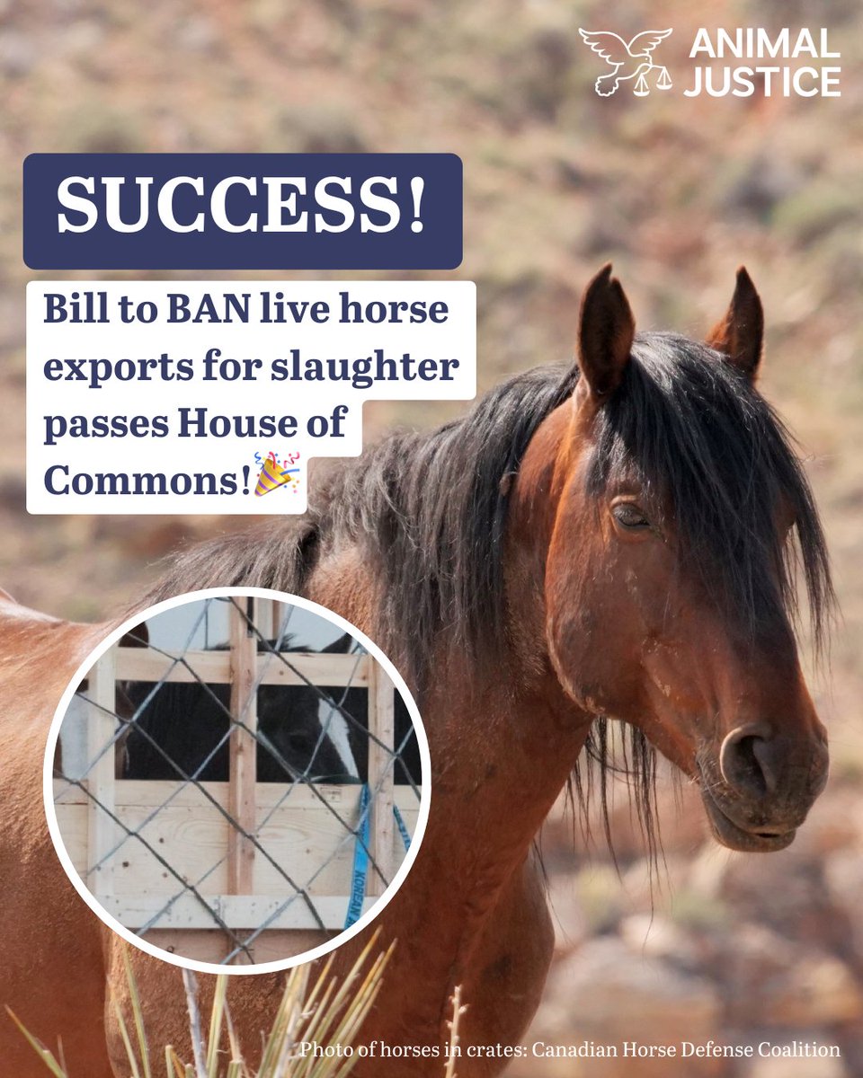 BIG NEWS! 🙌 The House of Commons has voted to pass Bill C-355, which aims to ban the live export of Canadian horses to Japan for slaughter! We’re one step closer to seeing this bill become law. Now, it heads to the Senate! 🐴