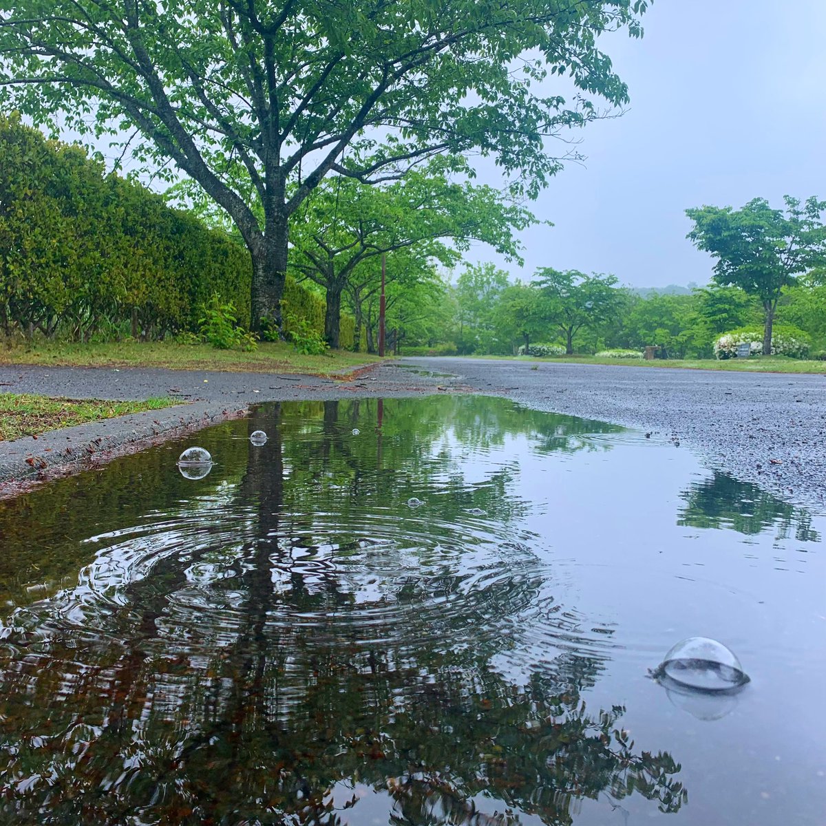 #21世紀の森公園
#いわき市
#福島県
#ウォーキング
#雨上がりの奇跡
#maro
#landscapephotography
#スマホ撮り
#iphone14pro
#フォト散歩
#スナップ
#風景写真
#日本の美しい風景
#美しい国日本