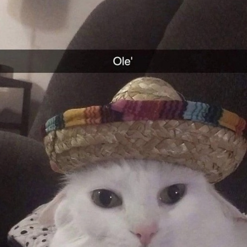 DontShowYourCat's tweet photo. https://t.co/GoaKzz37L8