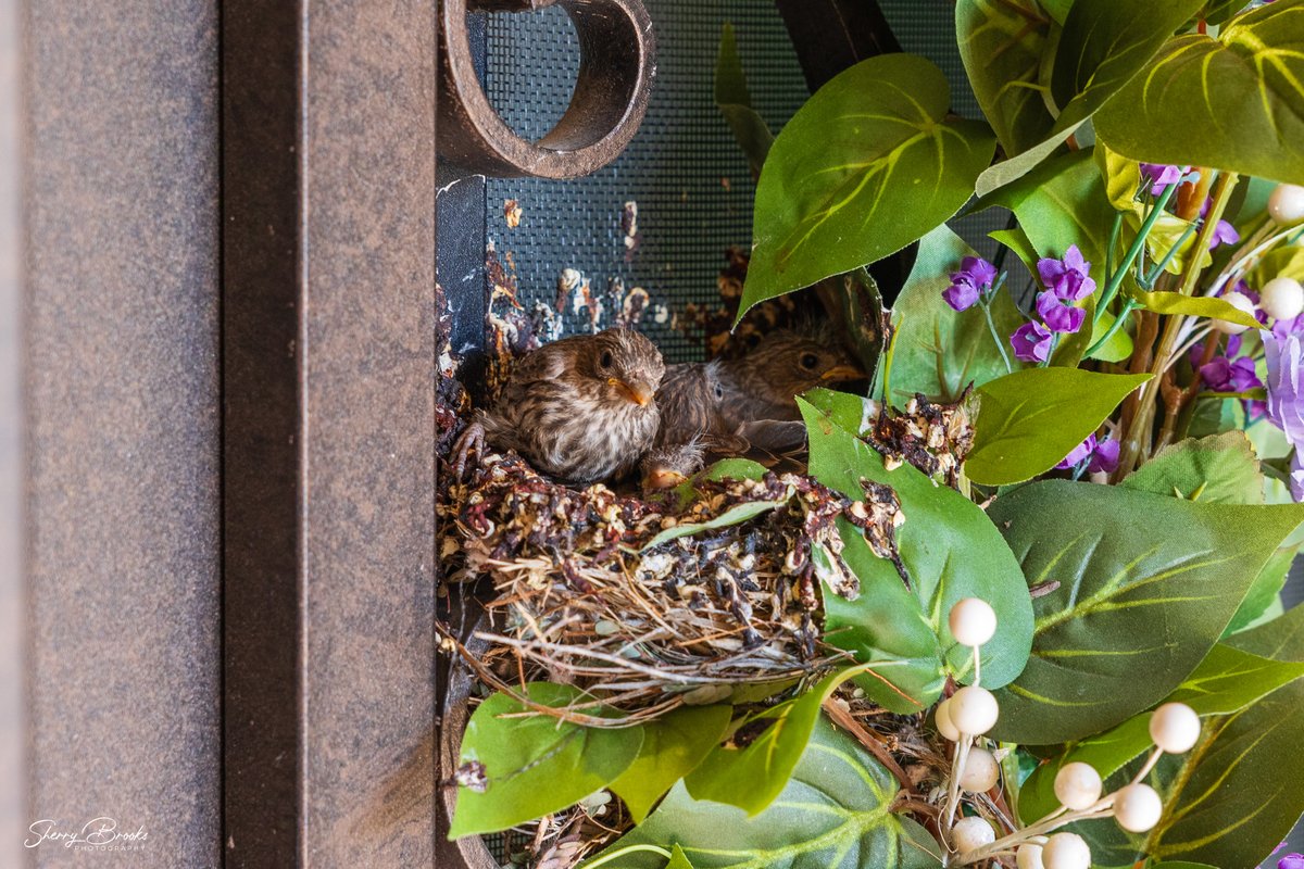 Looks like our front door babies are close to leaving the nest. (Note: all photos shot with a zoom lens and cropped.) I'm looking forward to having a clean door. 🤢 #photographer #birdphotography