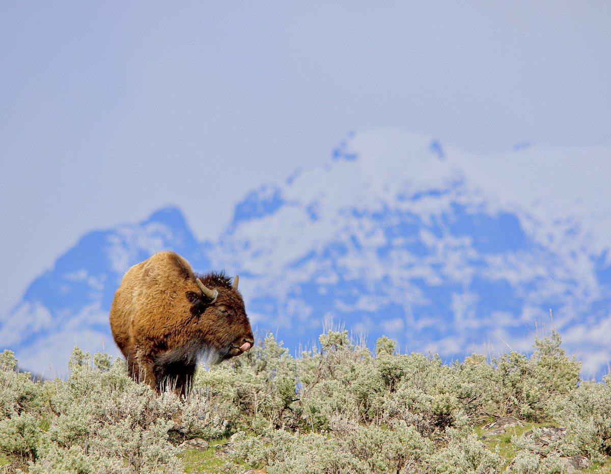A bison with a runny nose and a snow covered Cutoff Mountain, an iconic Yellowstone National Park duo.