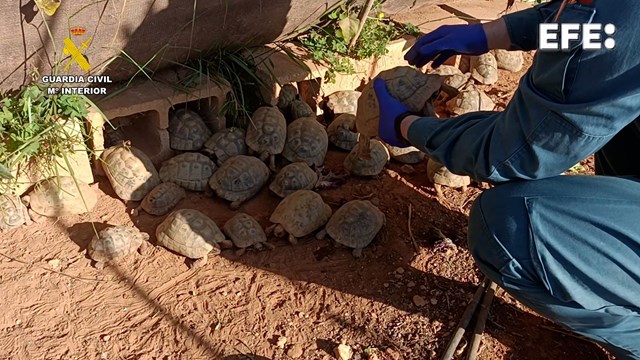 La Guardia Civil ha intervenido 229 tortugas mora en una finca de Picassent (Valencia) que carecían de documentación legal, en la mayor incautación de esta especie protegida en la península efeverde.com/guardia-civil-…