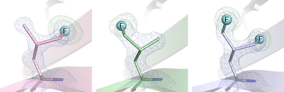 A great <a href="/ARC_CIPPS/">CIPPS</a> collaboration investigating the impact of fluorinated leucines on the fold of a protein. We show minimal structural perturbation, plus I had a blast modelling the fluorines!
doi.org/10.1021/acs.bi…