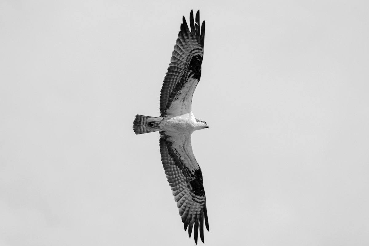 Overhead osprey.