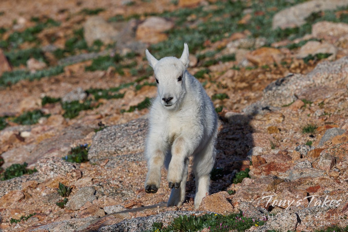 Mountain goat kid on the run. Not too much longer and I will be able to return to the rarified air of 14,000+ feet and see these cool creatures. I can't wait! #goat #mountaingoat #Colorado #highaltitude #wildlife #wildlifephotography #Colorado #GetOutside