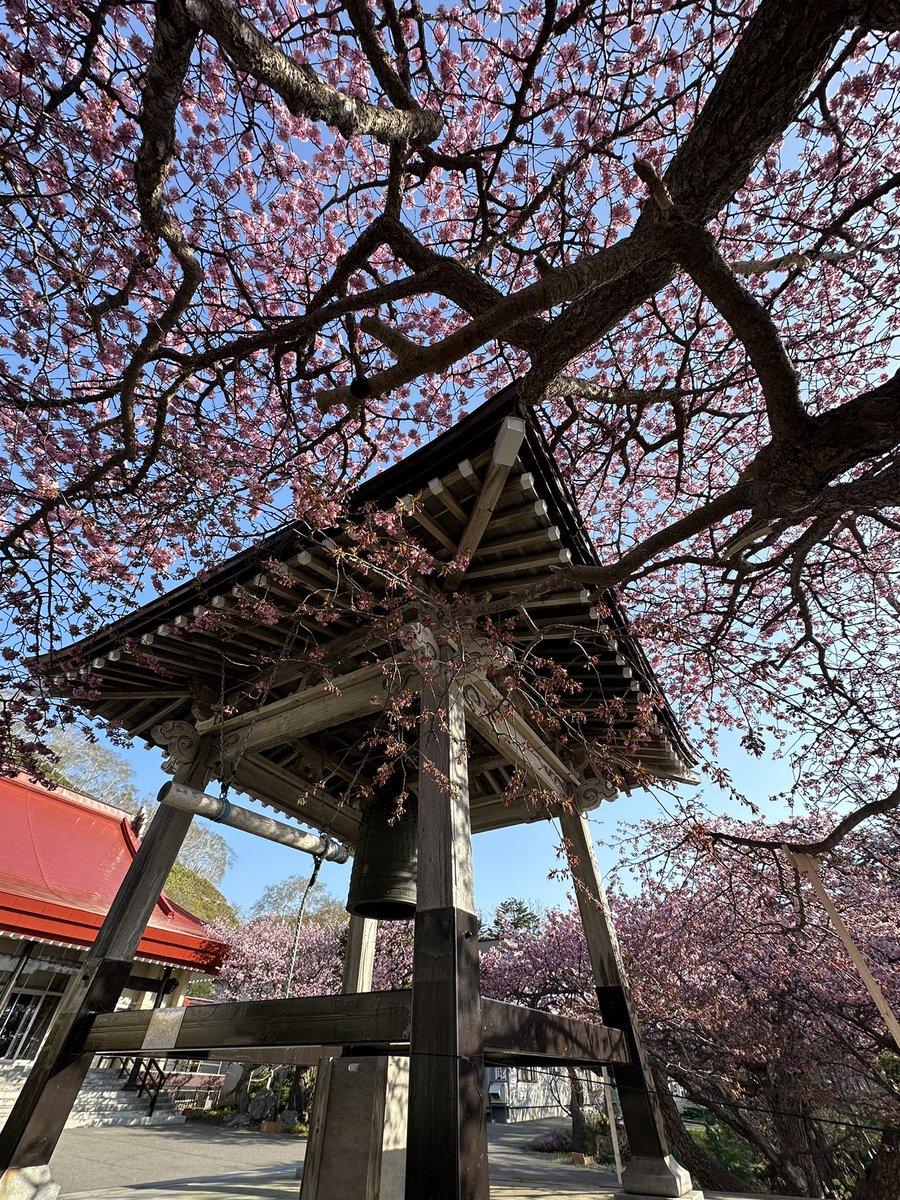 羅臼町誠諦寺（じょうたいじ）
日本一遅く咲くエゾヤマザクラ
ほぼ満開！