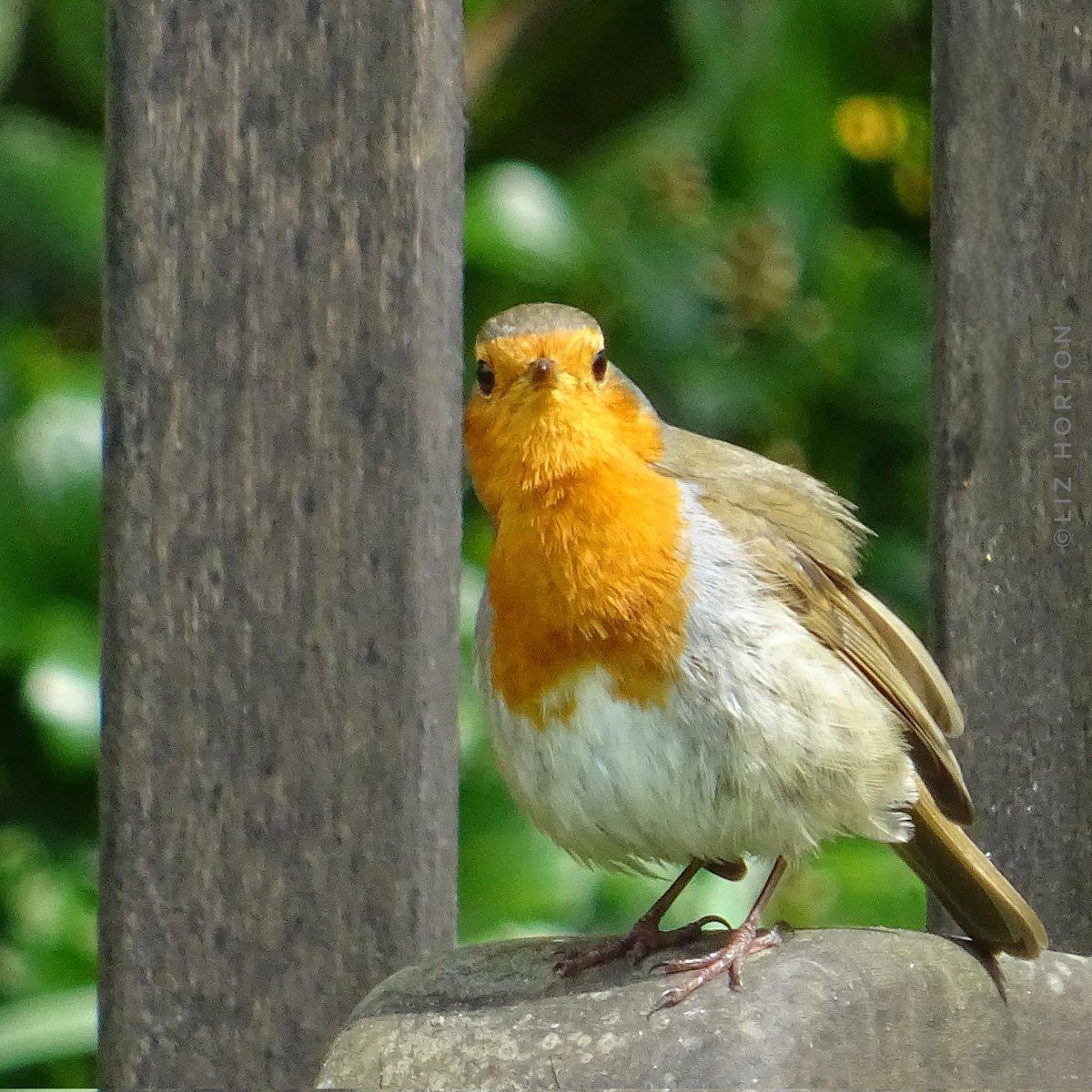 'Nothing in the world is quite as adorably lovely as a #Robin..' 🥰
Frances Hodgson Burnett #quote
#nature #wildlife #birds #photography
#birdwatching #birdphotography
#WildlifeWednesday
#BirdTwitter #joyful #birdtonic
Wishing you a lovely day..
#art #naturelovers .. 🌱🧡🕊