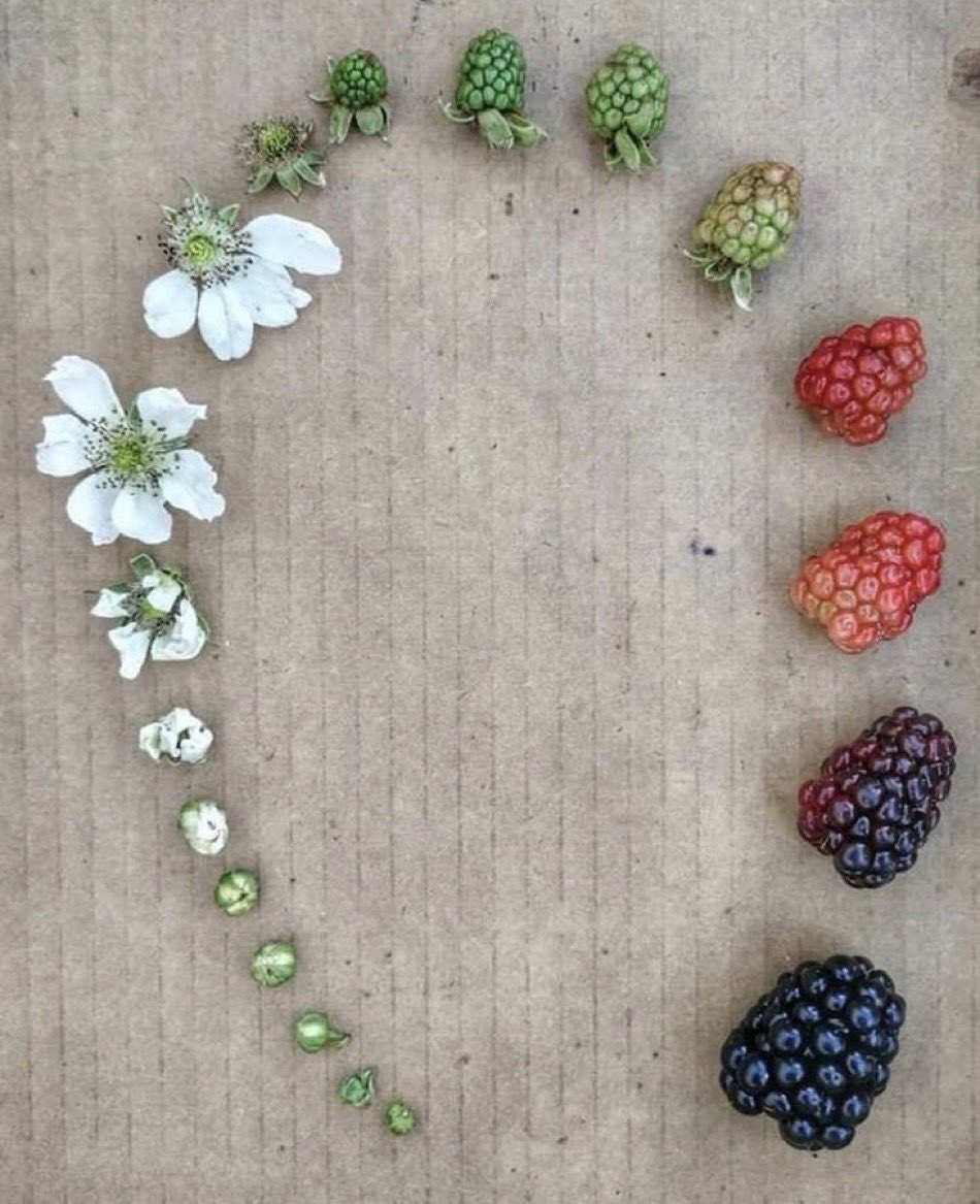 Blackberries really have a beautiful lifecycle.