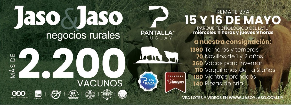 Mañana a partir de las 11 horas rematamos en <a href="/PantallaUruguay/">Pantalla Uruguay</a> 1360 terneros y terneras en la tercera Ganadera Brangus, vea lotes y preoferte en jasoyjaso.com.uy. ¡Jaso&amp;Jaso en <a href="/PantallaUruguay/">Pantalla Uruguay</a> remata vende y vende!