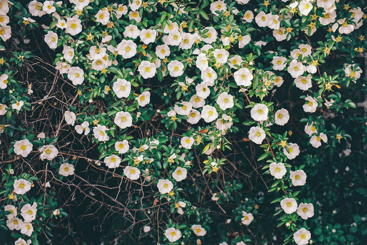 山を降りたら🌿☺️

#film #filmphotography