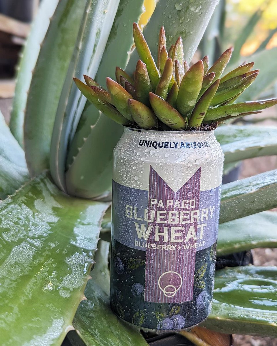 PapagoBrewing's tweet photo. 🌿🍺 Plants + Pints with Dig It Gardens at Papago 5/18, 11AM-12PM! $20 for beer🍻, planting succulents🌵care + tips🌱. 50 spots, act fast! Get tickets here https://t.co/eL2qDpgTbx https://t.co/PPgxPxhrHJ
