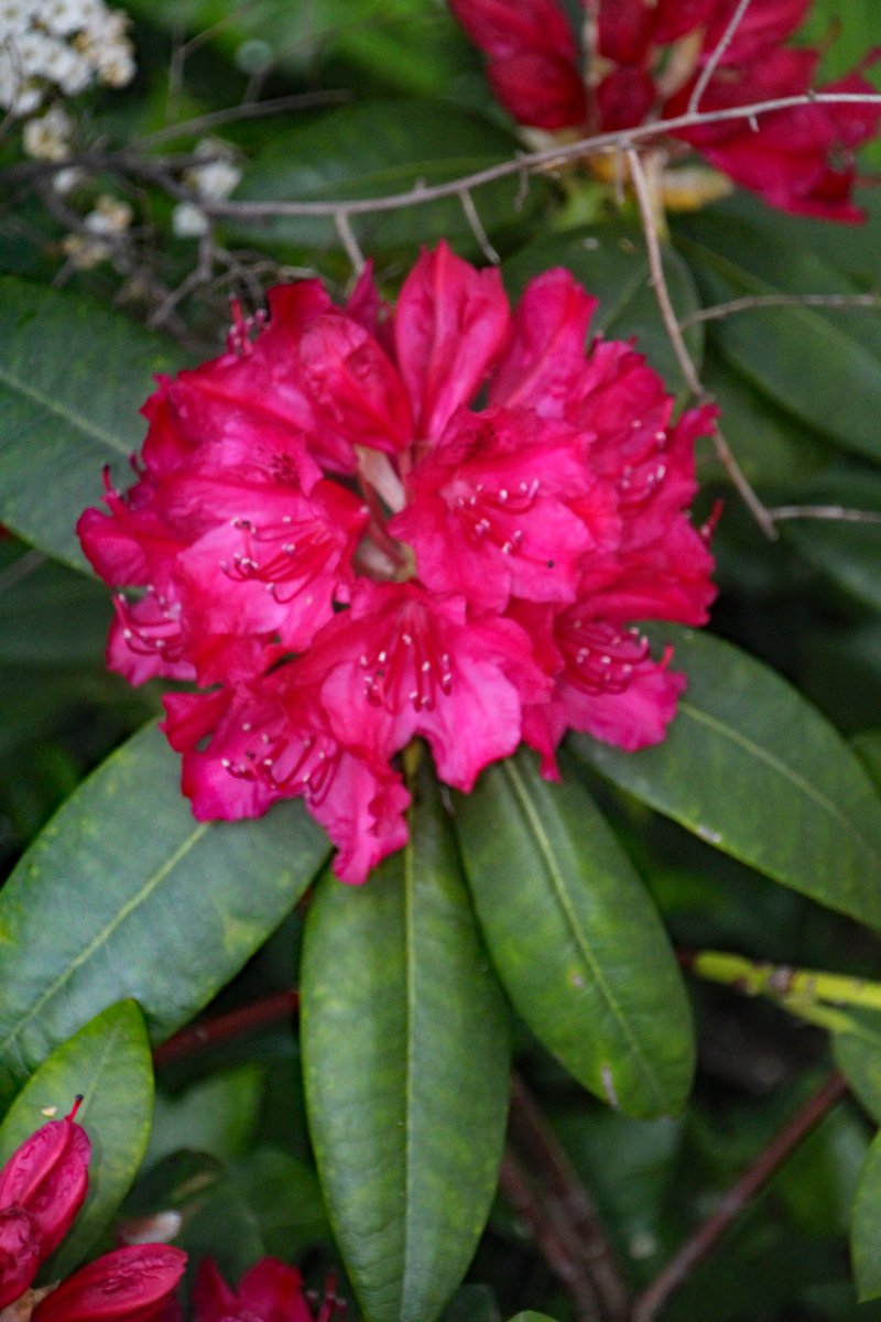 #Rhododendron 'Unknown'

This one has had years of neglect. Last year I made a concerted effort to keep it watered. I cannot remember it ever blooming. Quite pretty, really.

May 13, 2024.

#Gardening🌱#Art #Photography #Gayartist
#SignsOfSpring