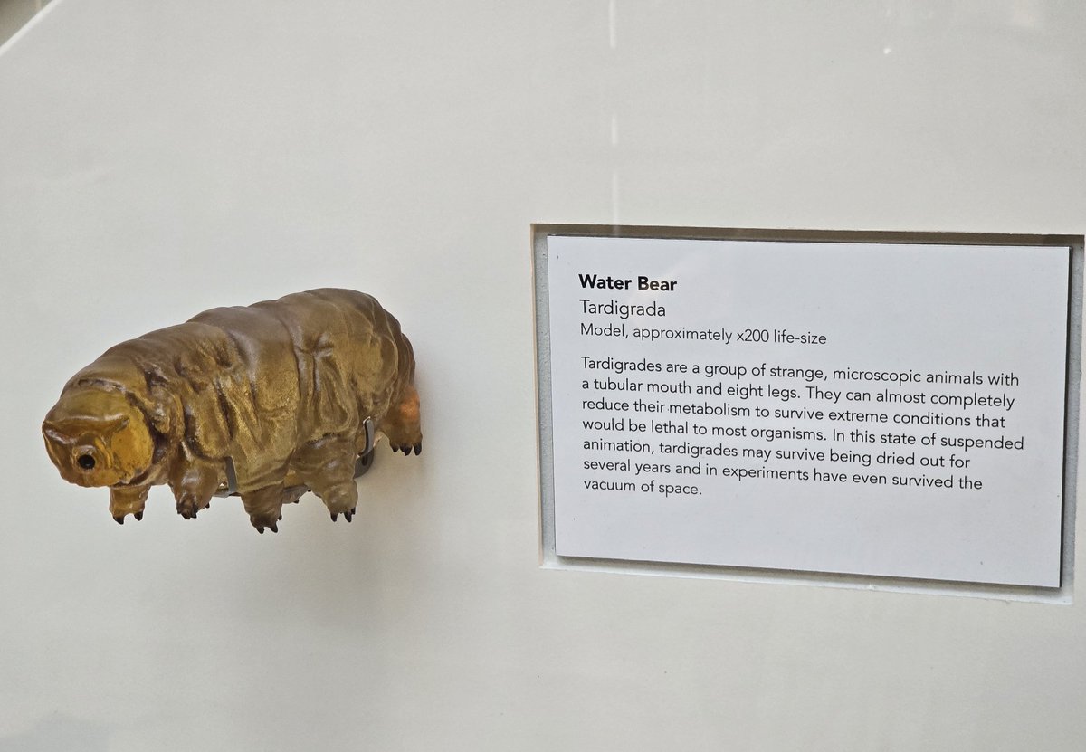 There are now 3 models on permanent display at <a href="/morethanadodo/">Oxford University Museum of Natural History</a> aka the Oxford University Museum of Natural History made by TS3D, including this tardigrade model in a new display case. Tonight was the launch event for these new displays.