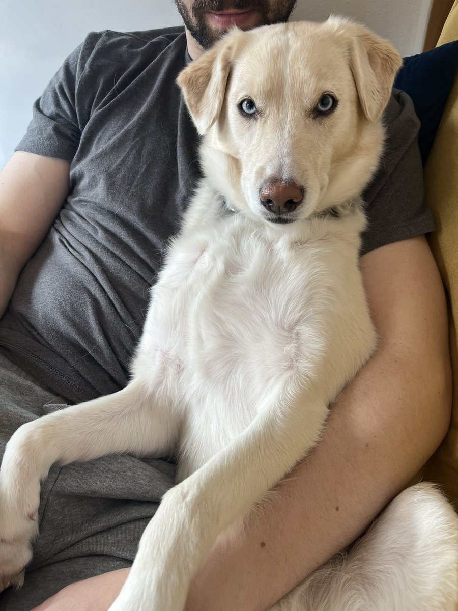 🐕🐕New foster alert for Nala, queen of the snuggles! 2yo, 40lbs, house and crate trained, the only thing she wants is pets and cuddles and a forever home. #adoptable through AARF in Anchorage.