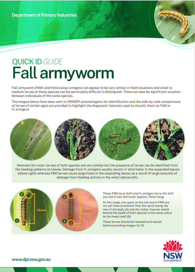 🐛Reports of fall armyworm causing damage to crops, pasture &amp; newly emerged winter cereals.

🧐Unsure what they look like? The @nswdpi "Quick ID Guide" might be helpful ⬇️

dpi.nsw.gov.au/__data/assets/…

<a href="/theGRDC/">GRDC</a> <a href="/GRDCNorth/">GRDC North</a> <a href="/ZoricaDuric/">Zorica Duric</a> <a href="/cesaraustralia/">Cesar Australia</a> <a href="/beatsheetblog/">The Beatsheet Blog</a>