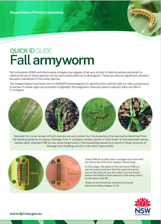 🐛Reports of fall armyworm causing damage to crops, pasture & newly emerged winter cereals. 🧐Unsure what they look like? The @nswdpi 'Quick ID Guide' might be helpful ⬇️ dpi.nsw.gov.au/__data/assets/… @theGRDC @GRDCNorth @ZoricaDuric @cesaraustralia @beatsheetblog