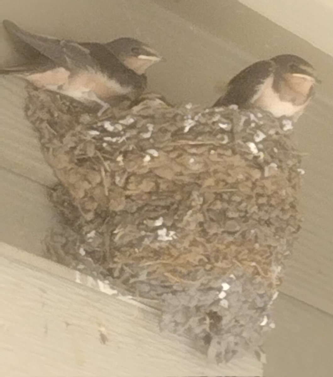 Can you say cuteness overload 😍 #BirdTwitter #NatureTherapy #love #IAM proud to host the #lovebirds & their #NatureMagic #NatureWow #naturebeauty #NatureIsAmazing #NatureInspired #Homevisit #birds #LoveyDoveyTuesday #blessings #MindfulLiving #MindfulMoments