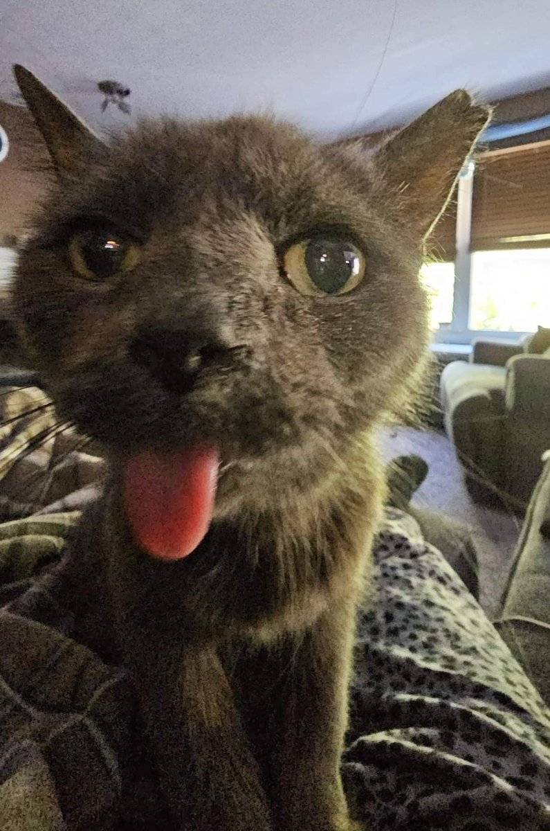 KJonair's tweet photo. Grayson sends you Pawsitive Vibes and sunshine on this rainy Tongues Out Tuesday! π»πβοΈ #dailygrayson #cats #tonguesouttuesday https://t.co/bhzs9wCvys