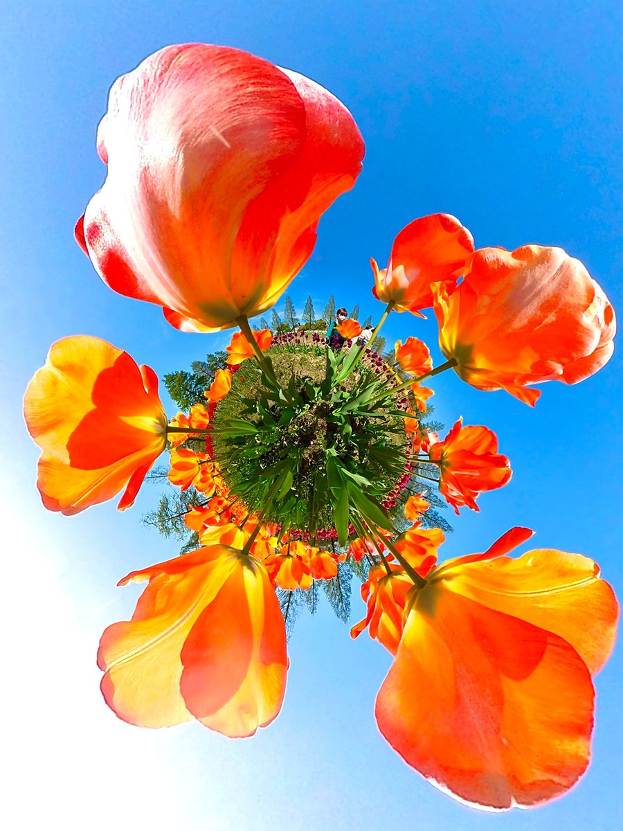 赤やピンクも良いけど、オレンジも良いねぇ。
元気になるカラー😆
#theta
#insta360
#thetaのある生活
#insta360のある生活
#まるごと写したい思い出
#360photography
#panophotos
@panophotos
#チューリップ
#ブレーメの丘
#滋賀県