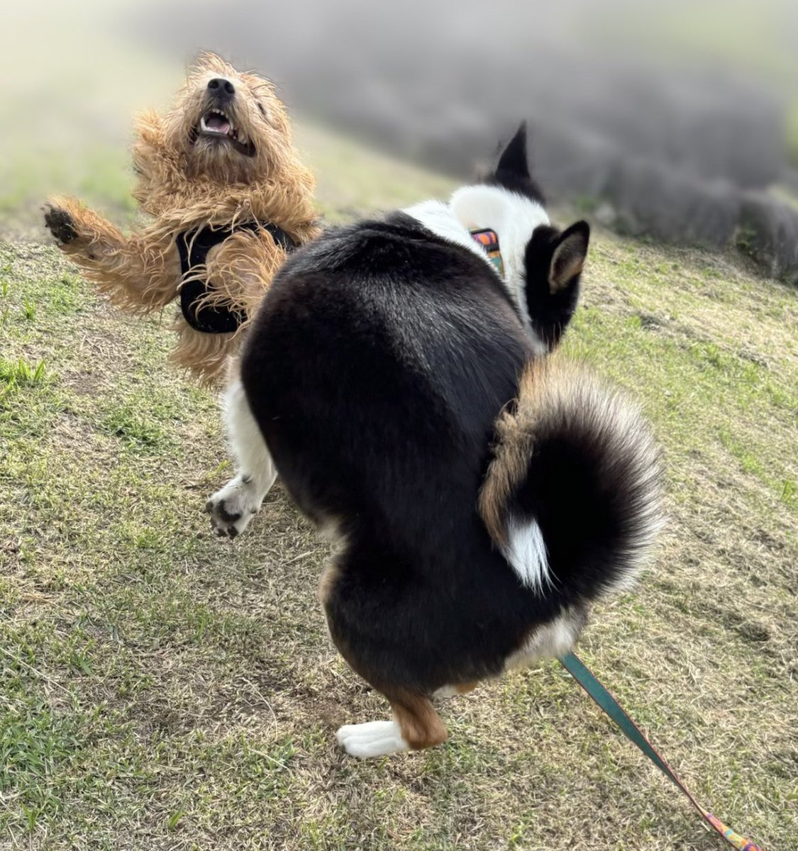 お友達の1歳ノンくんです