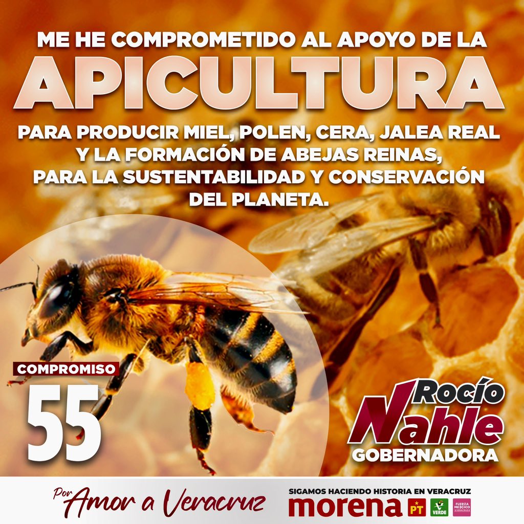 Me he comprometido al apoyo de la APICULTURA para producir miel, polen, cera, jalea real y la formación de abejas reinas, para la sustentabilidad y conservación del planeta. ❤️Por amor a #Veracruz❤️ #NahleGobernadora #YoVotoRocío #Elecciones2024mx