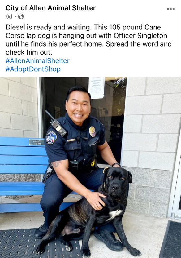 Ever wanted a pet or a furry friend? Think about adopting one. Visit the Allen Animal Shelter today.