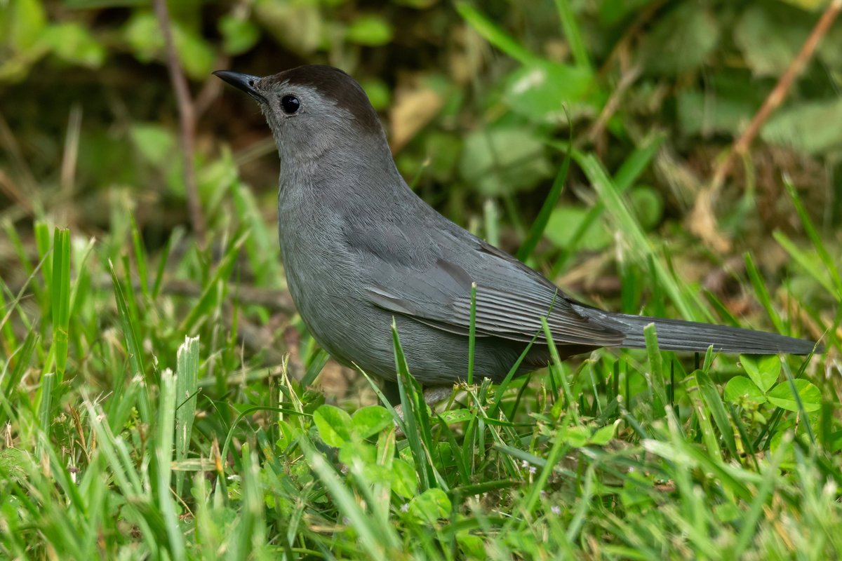 This is the first Gray Catbird I have seen this season. I have been hearing them calling for the past few weeks. #TwitterNatureCommunity #graycatbird