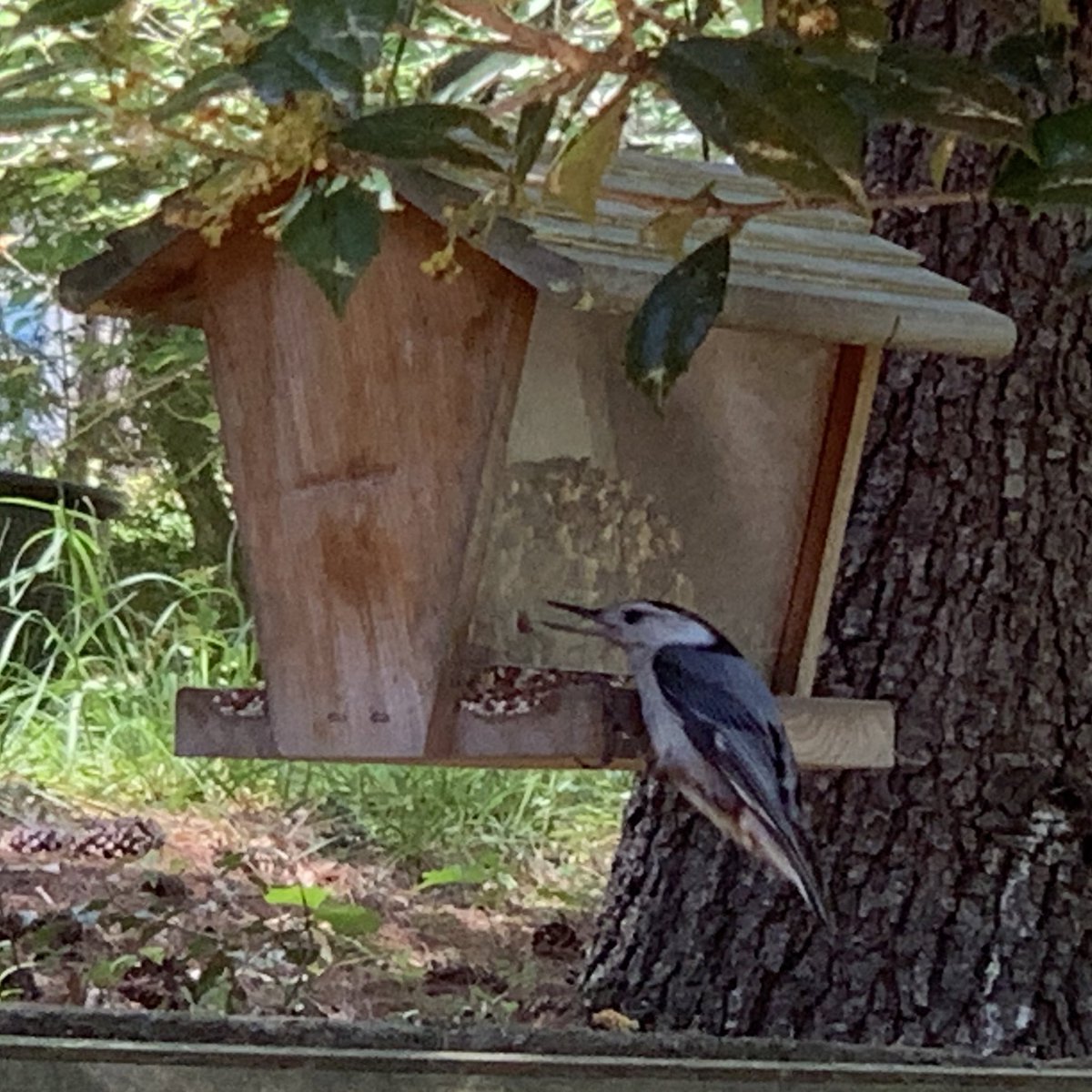 I forgot to show y’all my Mother’s Day nuthatch.
