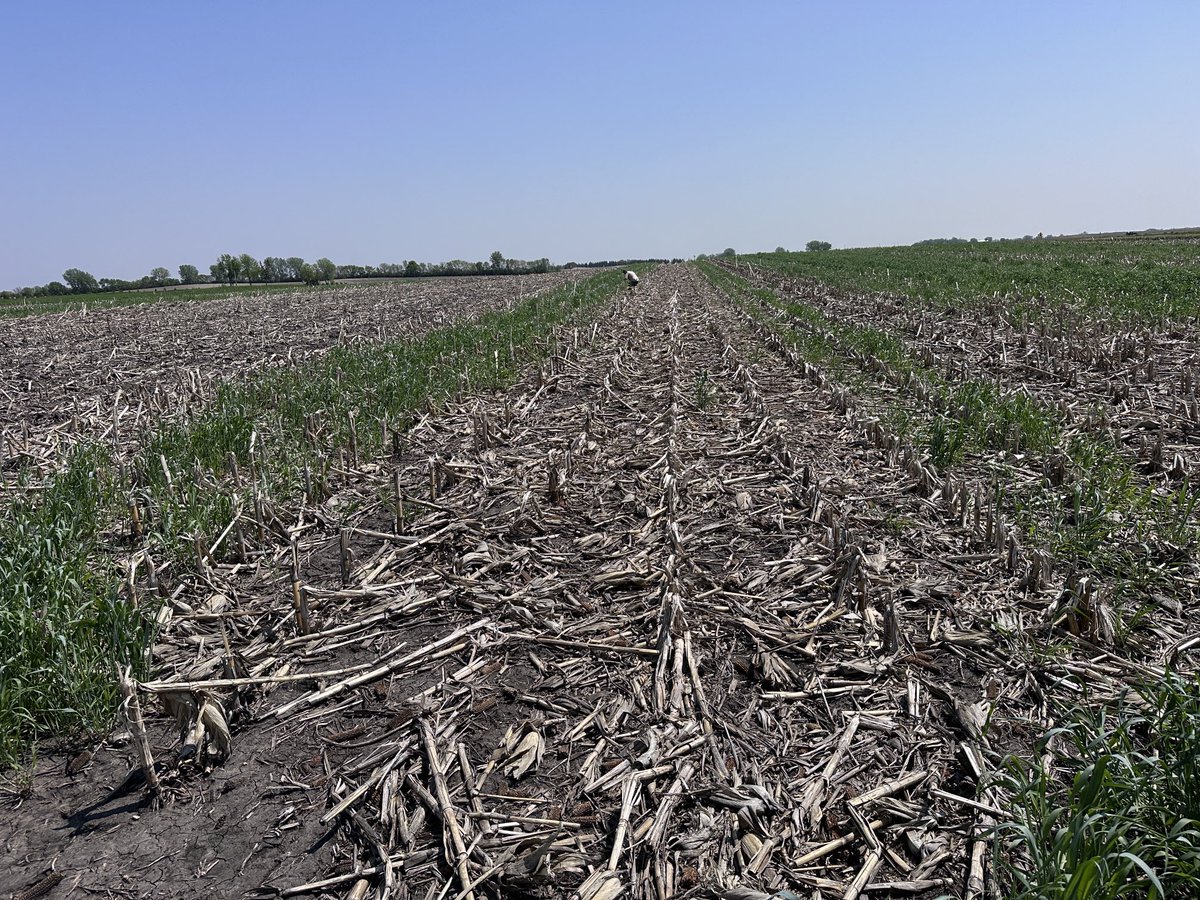 Any advice on how to get better coverage of broadcast #cerealRye into standing corn? #covercrops #soilhealth #MNag